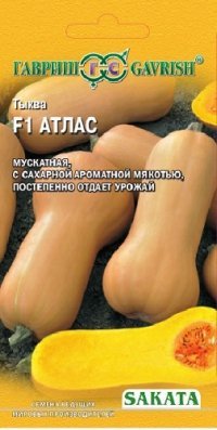 Купить семена Тыква "Атлас F1"