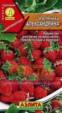 Купить семена Земляника "Александрина"