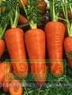 Купить семена Морковь "Роте Ризен"